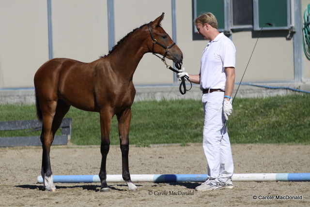 Reminisce HM - 2008 hanoverian mare