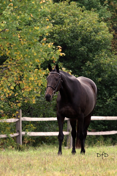 Shining Star in 2007.