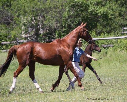 Dakesa (by Dacaprio) trotting the triangle with her Uncle Jack