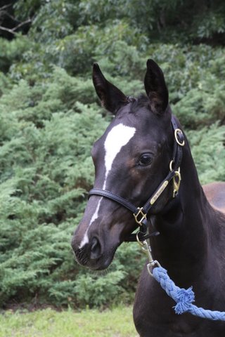 Darshan HM (by Dacaprio) Champion Young Horse