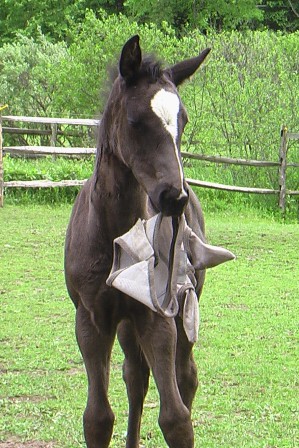 Darshan playing with his flymask