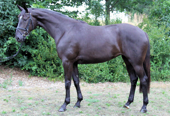 Discovery - 3 year old filly in Germany.