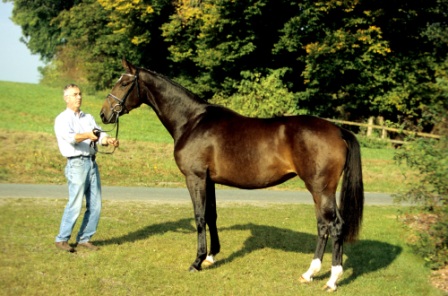 SPS Destiny as a young mare, 2 years old.