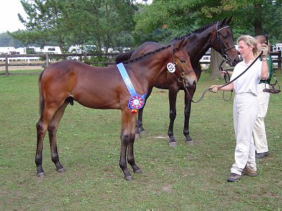 Woomera HM - Champion at NEDA Fall