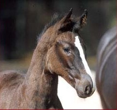 Prince as a foal