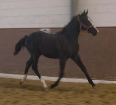 Prince as a yearling.