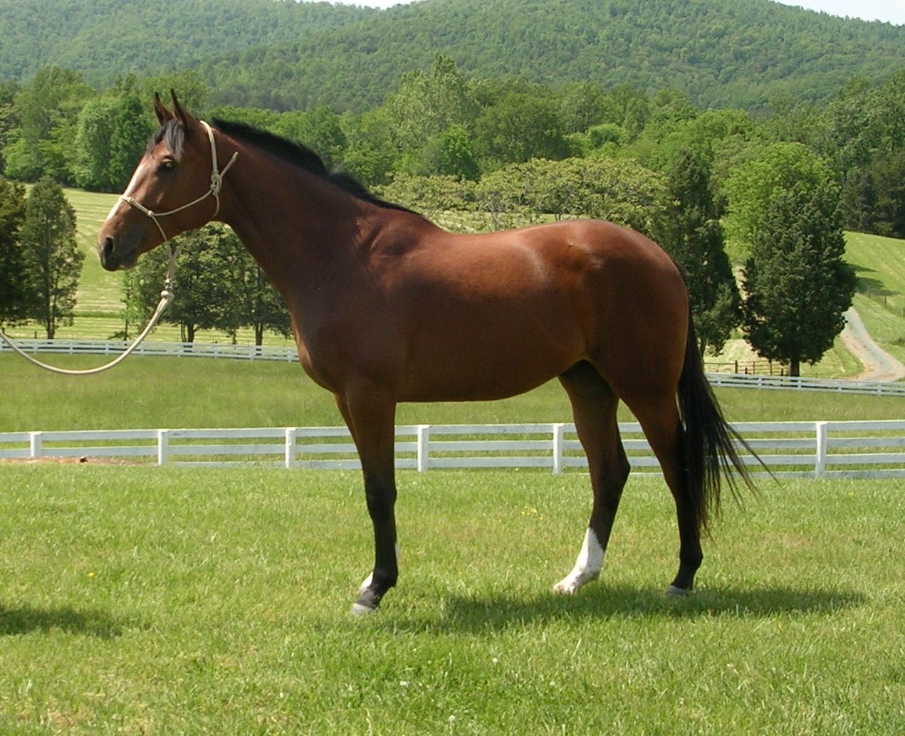 Pompeii HM at 2.5 years old.