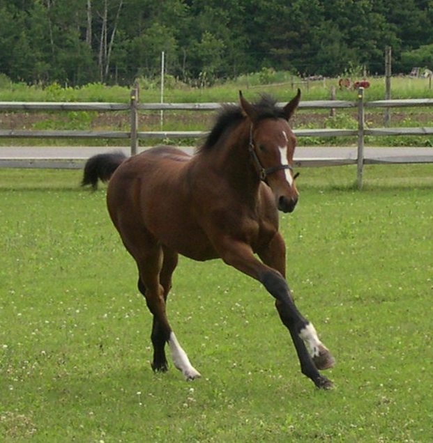 Pompeii HM shows off beautiful canter.