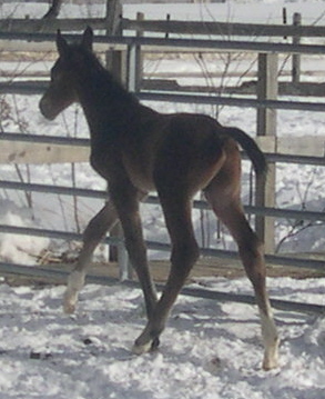 Pompeii HM at 12 hours old