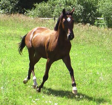 Danny showing off his trot.