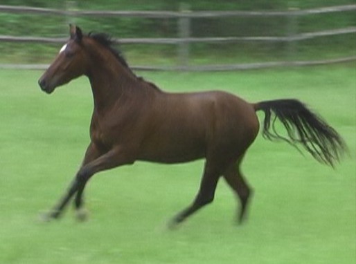 Danny cantering as a yearling