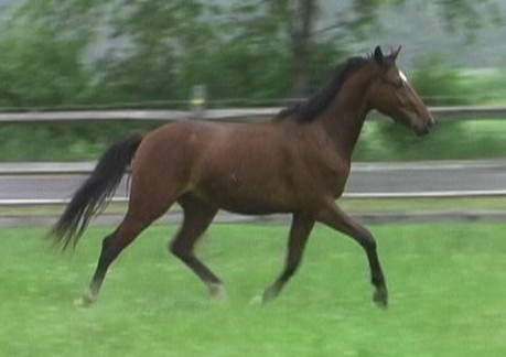 Danny trotting as a yearling