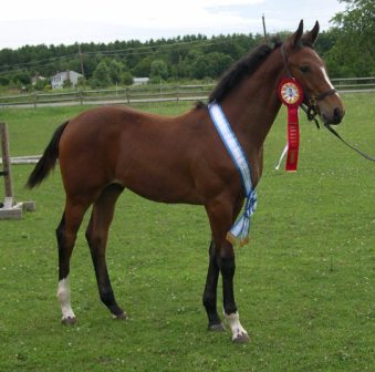 Pompeii with his Champion ribbons.