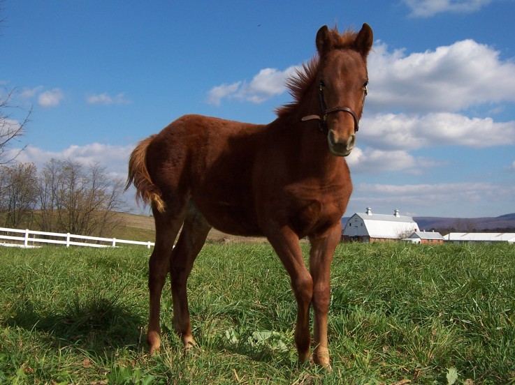 Cedar - German Riding Pony