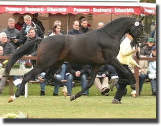 Soliman de Hus - Champion stallion