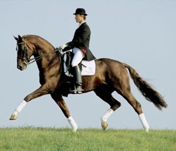 Dacaprio (Davignon) trotting