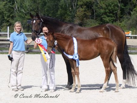 Lorelei HM (by Londonderry) Reserve Champion at NEDA