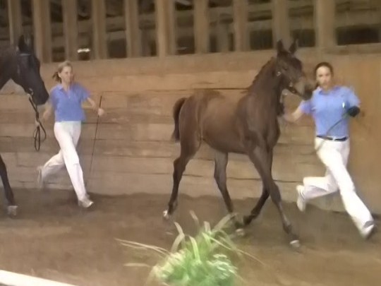 Seraphina HM trotting with Heidi for Champion Foal at CMDA show.