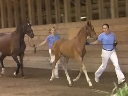 Lorelei HM (by Londonderry) trotting for Reserve Champion Foal CMDA show.