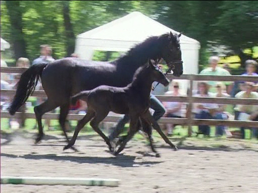 Kadence HM at foal show