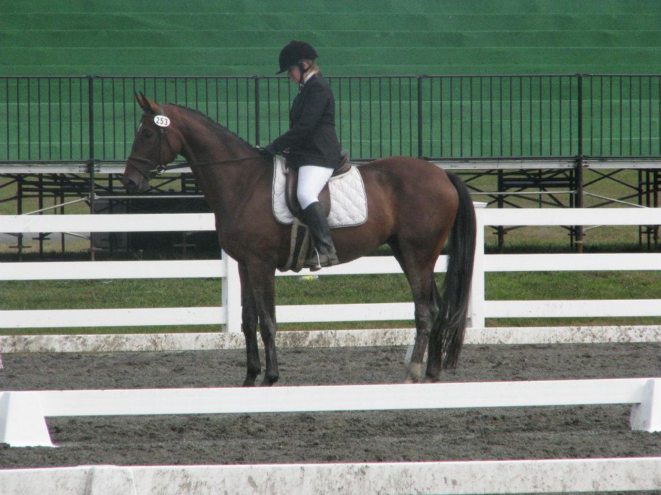 Legacy HM at his first dressage show