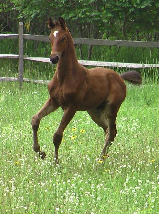 Legacy - USDF Reserve Horse of the Year