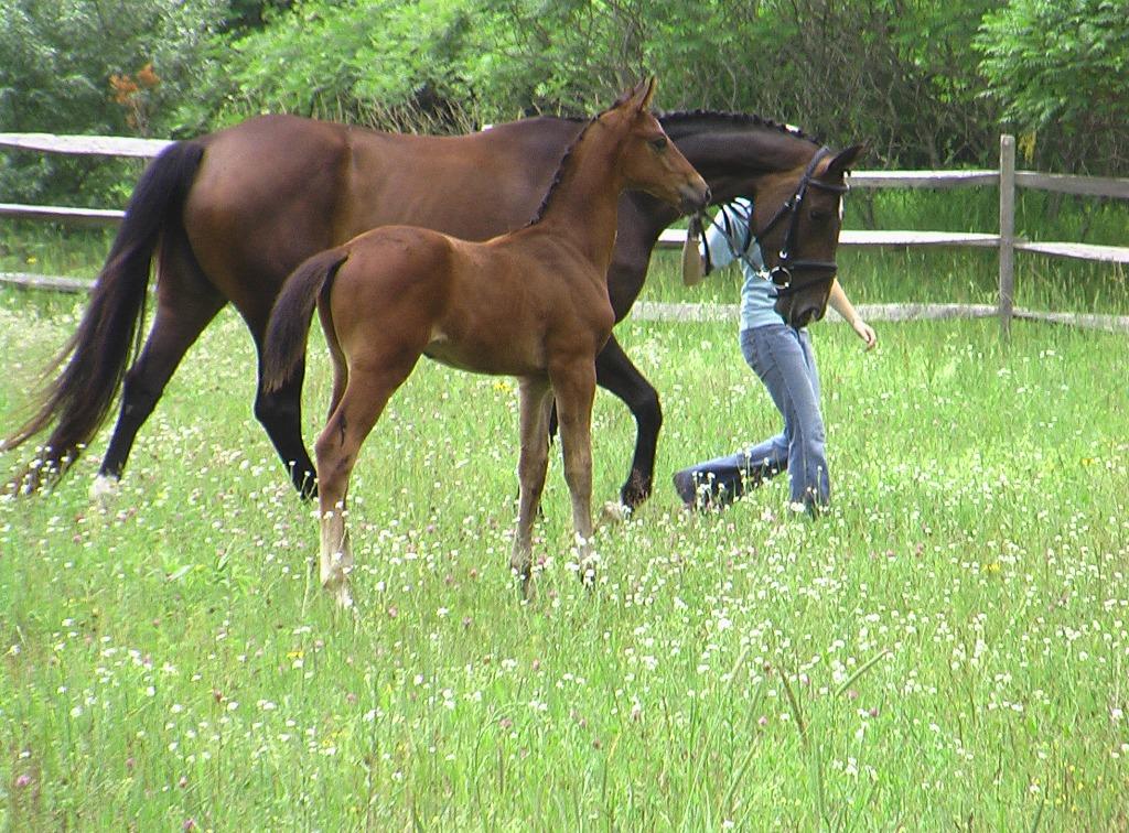 Legacy HM Champion AHS Young Colts/Geldings