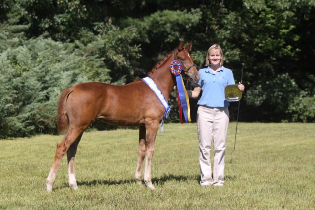 Lorelei HM (by Londonderry) Foal Champion