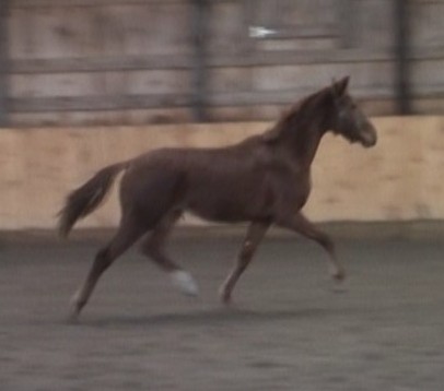 Lorelei HM (by Londonderry) coming 2 year old filly
