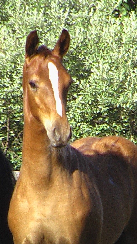 Loreto HM looking very similar to his top sire, Londonderry.