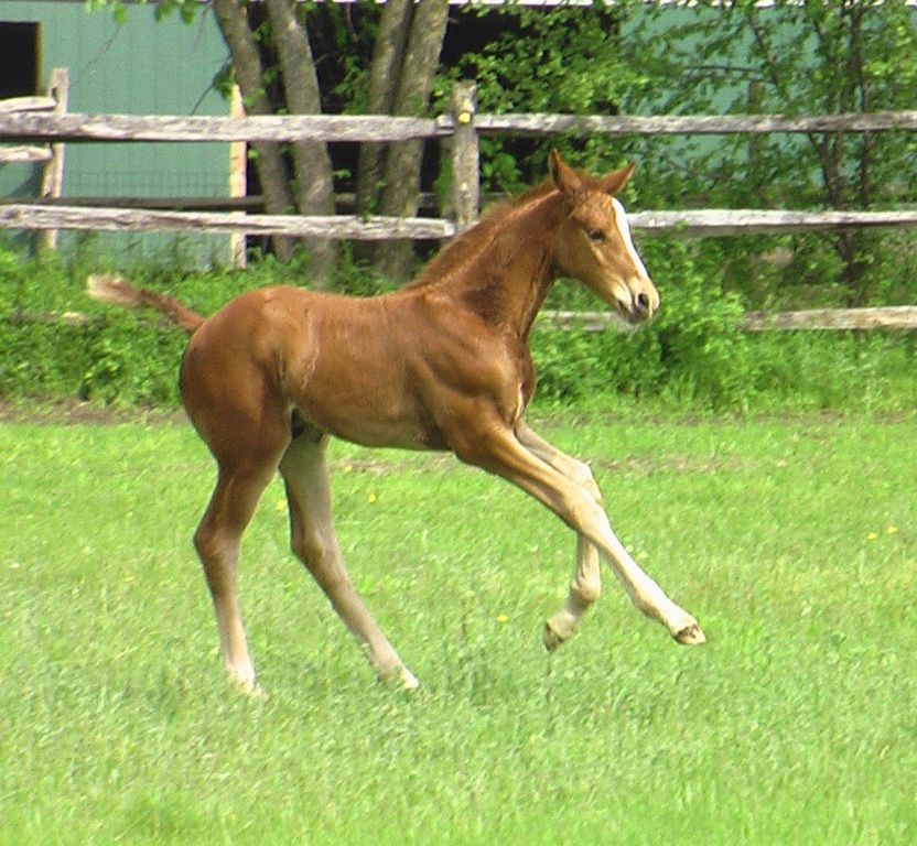 Loreto HM at 2 weeks