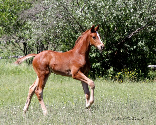 Loreto HM at 4 weeks