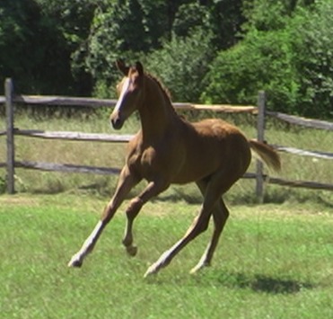 Loreto HM showing off his uphill canter.