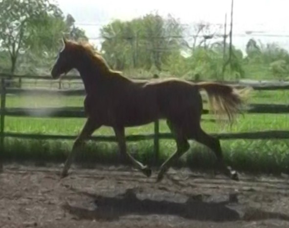 Ludwig HM (by Londonderry) as a long yearling.