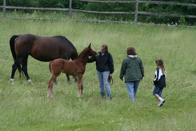 Visiting with the mares and foals