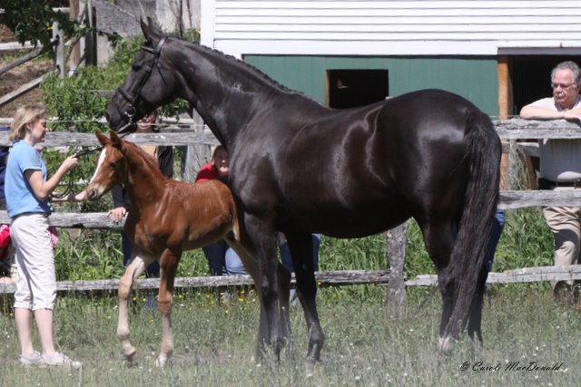 EM Day Dream poses while her foal, Loreto HM, is presented to the visitors.