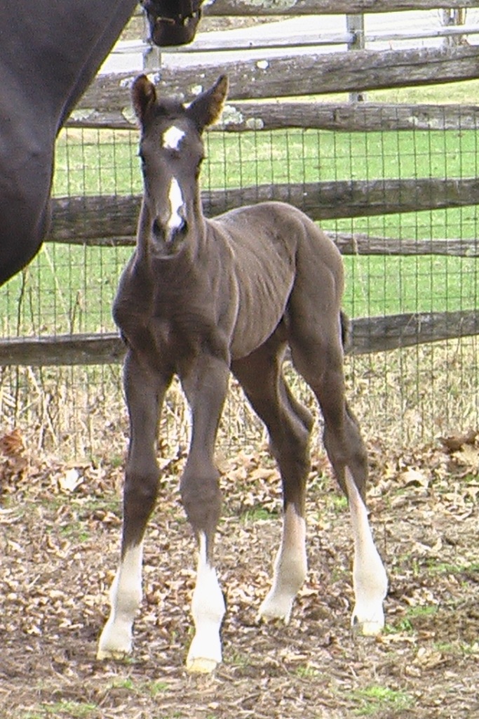 Regalia at 14 hours old.