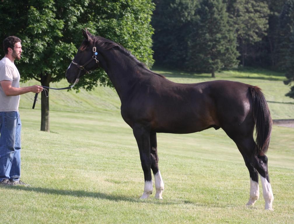 Regalia HM Top Colt at AHS Inspection