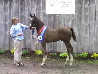 Regalia HM with his Reserve Champion Colt Ribbons