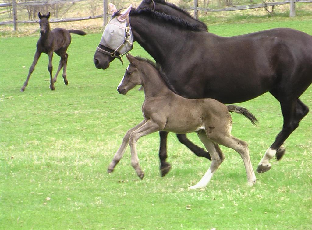 Reminisce HM playing in the field.