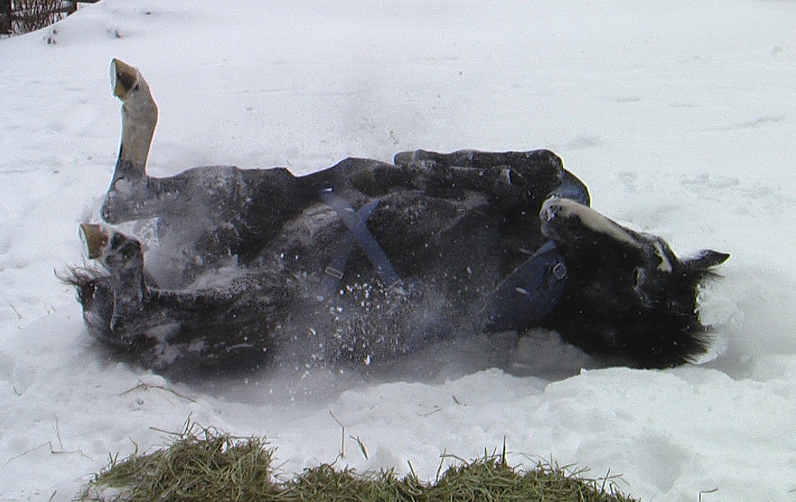 Reminisce making snow angels