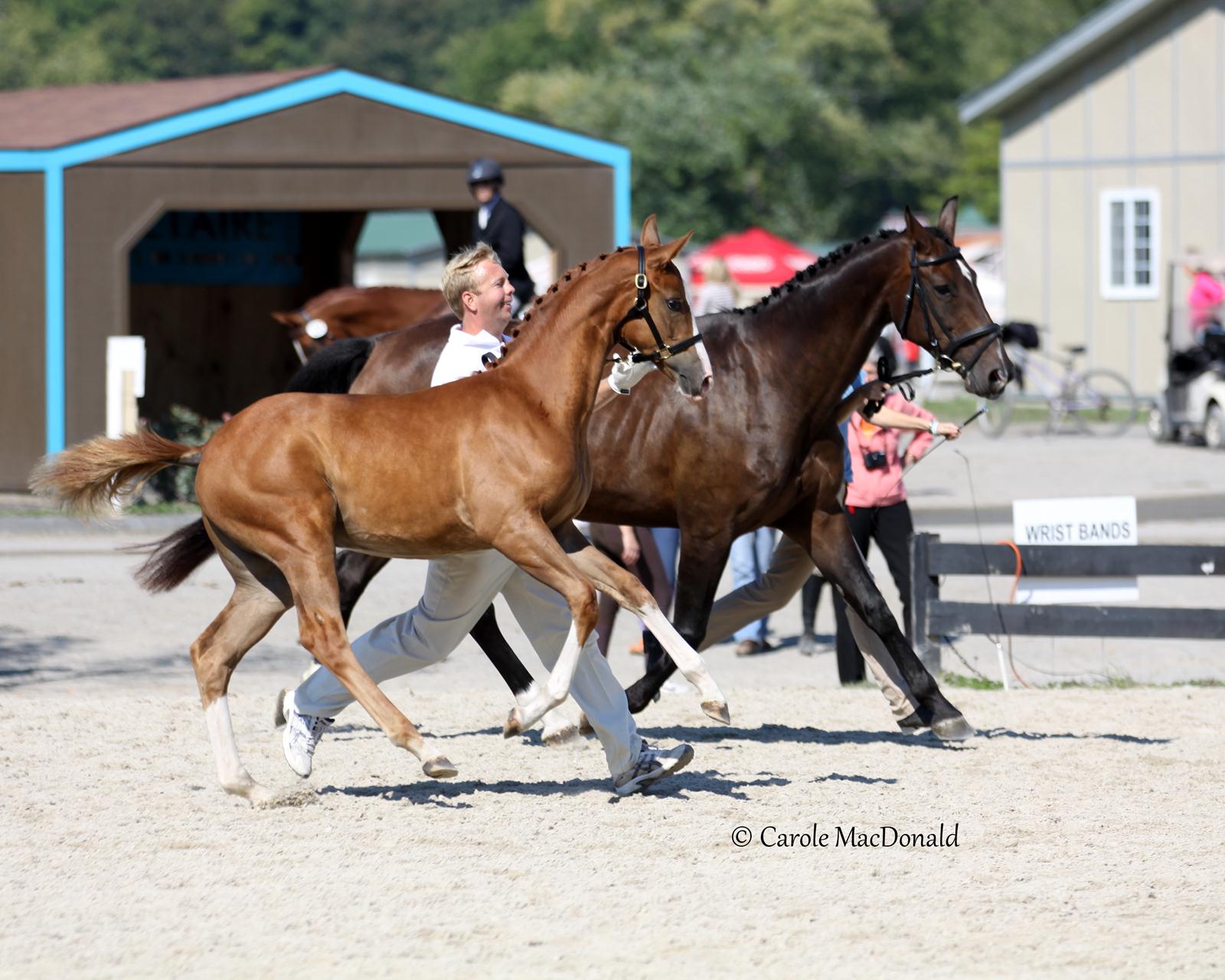 Royal Dancer HM - top foal at inspection