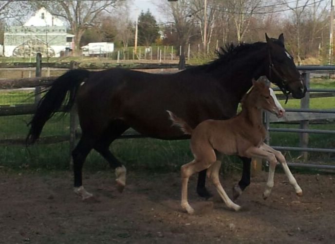 Royal Dancer at 42 hours old.