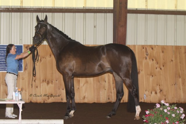 Sabatini at 3 years old with his handler