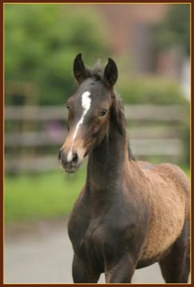 Sabatini HM at German Foal show