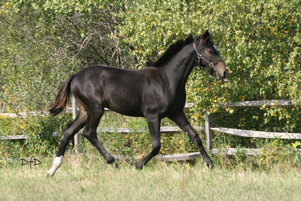 Sabatini HM (Sandro Hit)