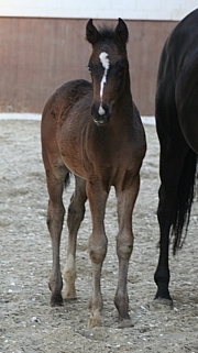 Sabatini as a foal