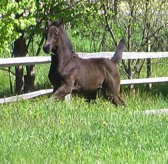 Sebastian HM trotting in the field