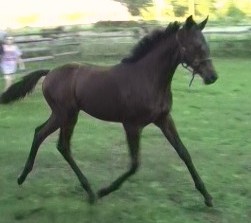 Sebastian trotting in the field