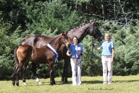 Seraphina HM winning Hanoverian IBC from Gerd Zuther